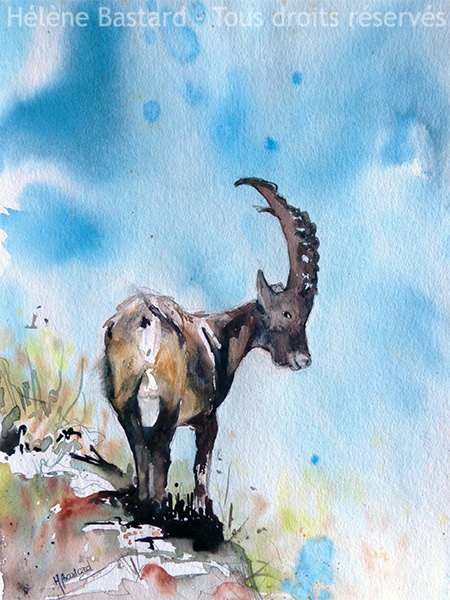 tableau aquarelle bouquetin